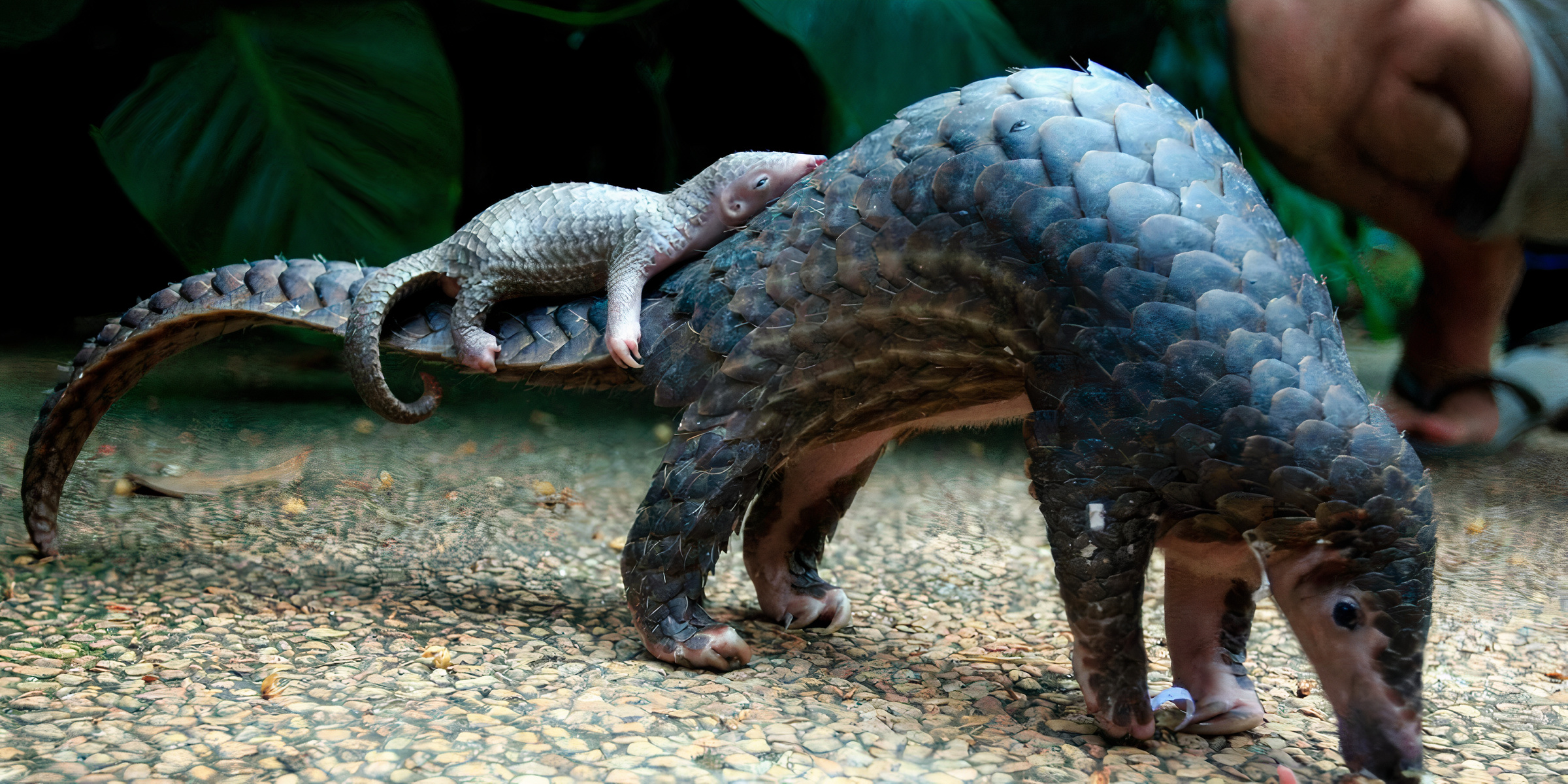 Sunda Pangolin with an offspring resting on the tail.